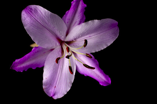 Closeup shot of purple lily flower on dark background