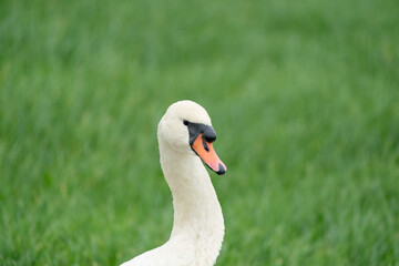 Mute swan close up of head with grass in the background