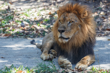 Adult male African lion. Safari park, Indonesia