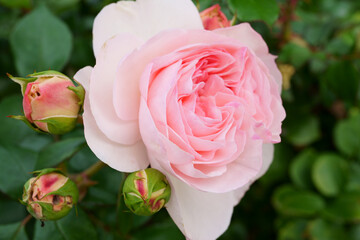 Close-up of a beautifully blooming rose named "Hana-Bonbori"