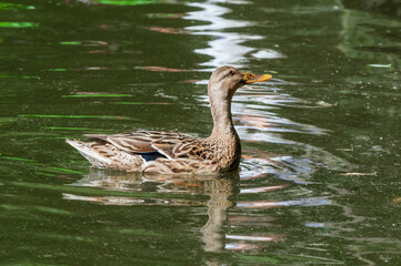 Mallard (Anas platyrhynchos) in pond