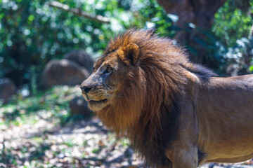 Adult male African lion. Safari park, Indonesia