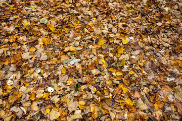 tappeto di foglie autunnali