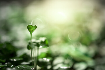 Small plants grow in nature with drops of water on their leaves. New life begins in the forest. The circle of life.