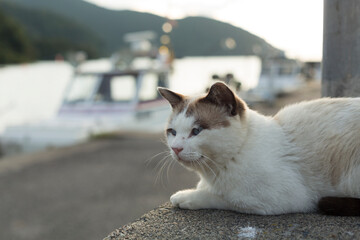 漁港に佇む猫