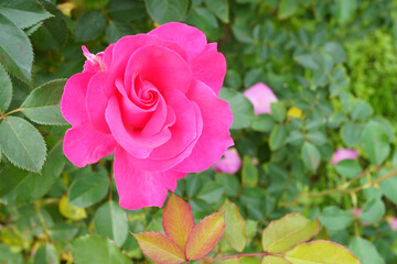 Close-up of a beautifully blooming rose named 