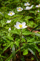 三毳山　イチリンソウ