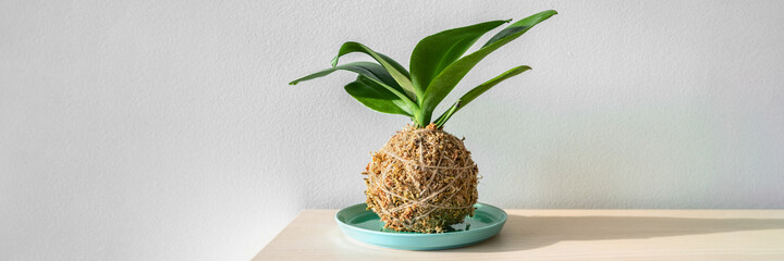 Kokedama orchid japanese moss ball plant. Gardening at home DIY decor crafts banner panoramic. - obrazy, fototapety, plakaty