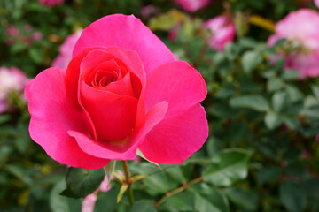 Close-up of a beautifully blooming rose named 
