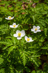 三毳山　イチリンソウ