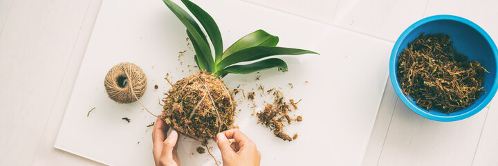 Kokedama plant DIY woman making orchid japanese ball with sphagnum moss and rope. Gardening at home banner panoramic. - obrazy, fototapety, plakaty