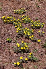 姫川源流　フクジュソウ群生