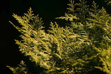 Closeup of a hiba arborvitae plant on the dark background