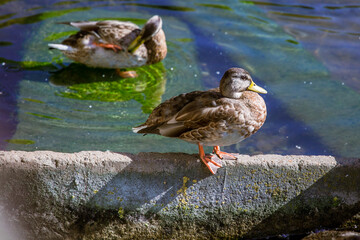 Duck.