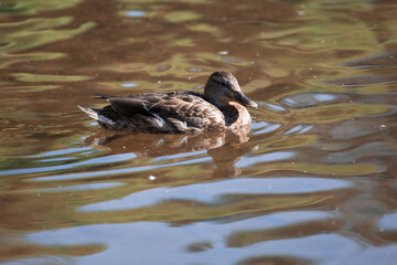 Duck.
