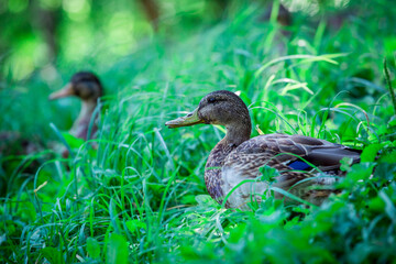 Duck.