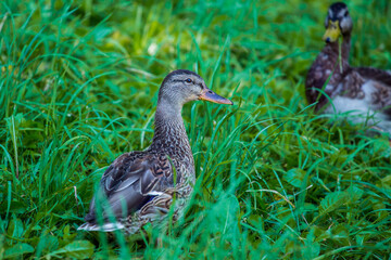 Duck.