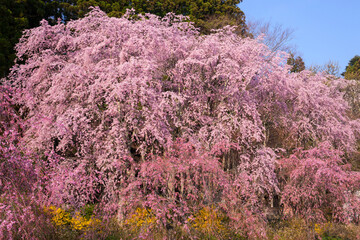 光前寺の枝垂れ桜　