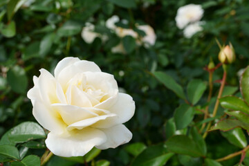 Close-up of a beautifully blooming rose named "Fabulous!"
