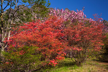 妙義山とヤマツツジ