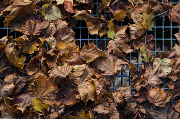 AUTUMN LEAVES - Seasons landscape in the park on the causeway