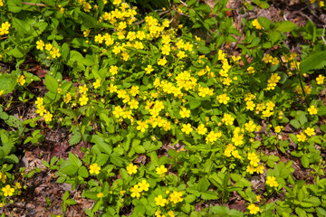 ミツバツチグリ