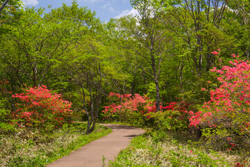 那須平成の森　ヤマツツジ