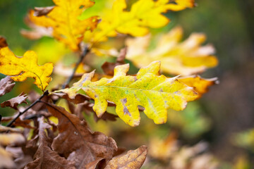oak yellowed leaves on a branch, natural background