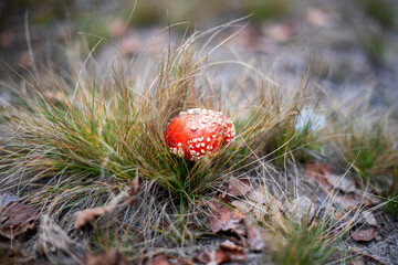 small poisonous red grip fly agaric in grass in pine forest, horizon
