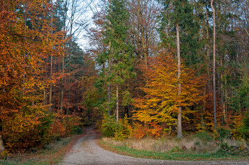 golden autumn forest