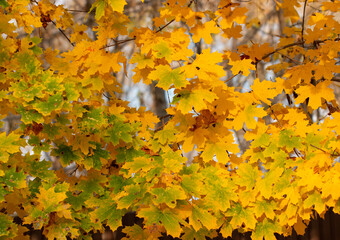 autumn maple leaves as background