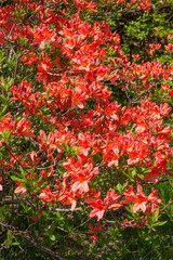 八幡高原　レンゲツツジ