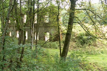 castle ruin in the deep wood