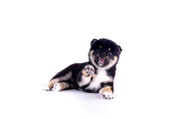 A black-brown Shiba Inu puppy lying on white background.
