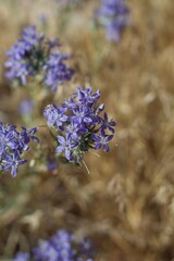 Purple blooming head inflorescences of Giant Woolystar, Eriastrum Densifolium, Polemoniaceae, native hermaphroditic herbaceous perennial in the San Bernardino Mountains, Transverse Ranges, Summer.