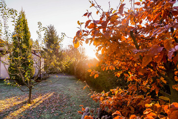 Herbstwald Sonnenschein Blätter Nebel