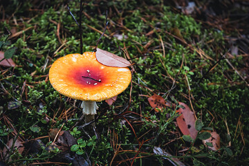 Toxic toadstool mushroom in the autumn forest