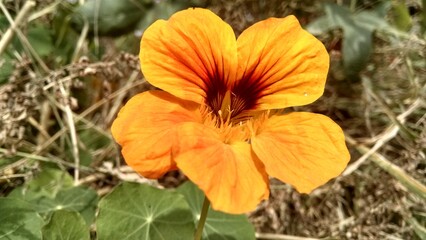 orange flower in the garden
