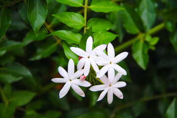 White jasmine flowers on green leaf background