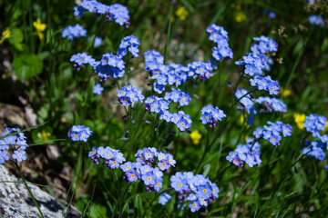 Fototapeta premium Blue flowers of Myosotis alpestris, also called forget-me-not, in the middle of the mountain meadow. Delicate floral background.