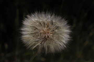 
dandelion flower seeds, close-up.