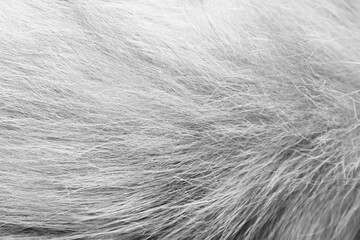 Gray white animal texture or cat fur patterns skin background