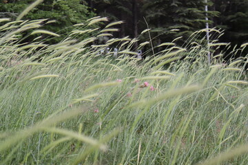
seeding time has come and spike tall grasses and purple wildflowers together, with a green,...