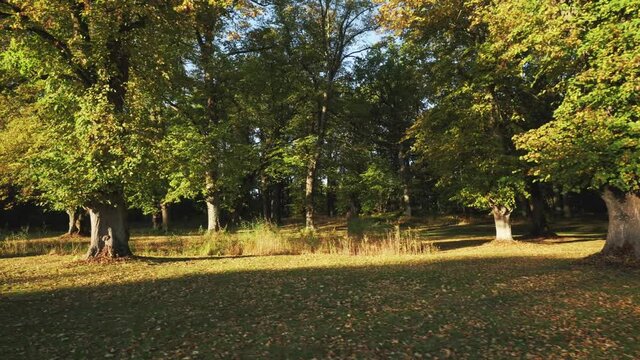 Trees in autumn. Large oak maple or acon tree trunk in park. Ground covered with colored leaves. moving steadicam shot over ground. Indian summer