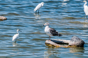 Immature Yellow-footed Gull (Larus livens) on Salton Sea, Imperial Valley, California, USA