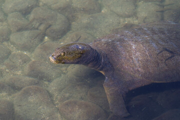 Obraz premium 水面から顔を出す亀