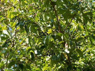(Prunus serotina) Rameaux du merisier tardif ou cerisier noir garnis de feuilles pointues, oblongues, finement dent&eacute;es vert-fonc&eacute; luisantes