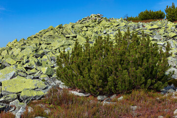 Unique landscape of the Carpathians, Gorgany region, Ukraine. Landscape of the highlands of the Carpathians rocky placers. Pinus mugo in a natural habitat
