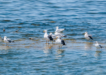 Fototapeta premium Yellow-footed (Larus livens) and Ring-billed (Larus delawarensis) Gulls on Salton Sea, Imperial Valley, California, USA