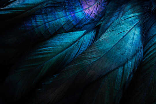 Stylish dark feather texture background © Nika Votinova